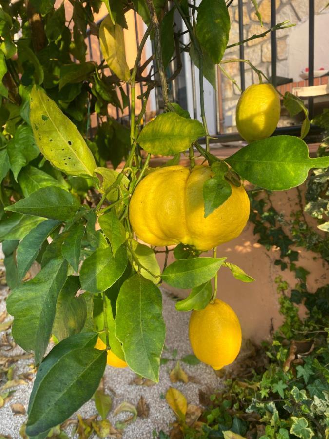 Maison Saint Paul Bnb La Colle-sur-Loup Εξωτερικό φωτογραφία